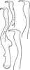 Stylus: Stylus. (Observation).