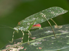 Arantia (Goetia) galbana (Karsch, 1892): male, lateral view. (Otu).