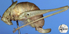 CollectionObject 1517487; 005047b7-4132-4edb-a283-07d91eab161b: female, lateral view (holotype). (CollectionObject).