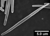 Brochosomes: AG15 | [no data] | MNRJ, returned. (Observation).