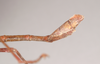 Lonchodes everetti (Kirby, 1896): copyright Natural History Museum, London. male: end of abdomen, lateral view of synonym Lonchodes catori (lectotype). (Otu).