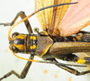 CollectionObject 1498717; edb04878-4f47-4554-bfd9-eb02bc90a307: male head and pronotum, dorsal view. (CollectionObject).