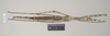 CollectionObject 1562440; NHMUK(SF IMPORT DUPLICATE) 844926', 6fffad3d-feca-4fed-b4fd-d34b05b91a4a: copyright Natural History Museum, London. female (paratype). (CollectionObject).