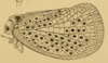 Habitus, lateral view: (Observation).