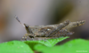 Indomiriatra provertex (Hancock, 1912): female (Kerala, India). (Otu).