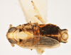 Habitus, dorsal view on Elachodelphax (Aschedelphax) pediforma (Beamer, 1947): (Observation).