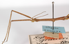 CollectionObject 1562376; c59e0431-7b6b-4432-92d1-83604d029f8a: copyright MNHU, Berlin. male: head and thorax, lateral view (holotype). (CollectionObject).