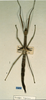 CollectionObject 1558839; fb7a5b8b-9ca8-4be9-ab88-856746ae1ad5: copyright CUMZ, Cambridge. female (syntype). (CollectionObject).