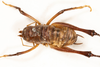 CollectionObject 1531304; 2ddf6dcd-6a1c-47b1-858d-3140fa7c5a1c: male, dorsal view (syntype). (CollectionObject).