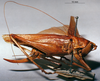 CollectionObject 1516155; b500d6db-ceed-4b6a-a5d3-5136e8d11258: female, lateral view (holotype). (CollectionObject).