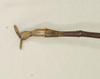 CollectionObject 1557022; NHMUK(SF IMPORT DUPLICATE) 844501, 7768f1ed-e210-4358-8bb3-8d93692ac372: copyright Natural History Museum, London. male: end of abdomen, dorsal view (holotype). (CollectionObject).