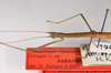 CollectionObject 1563547; 4cb63eca-55a4-4bab-a3eb-d42f21ed2c3e: copyright ZMHB, Berlin. female: head & thorax, lateral view (paratype). (CollectionObject).
