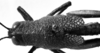 CollectionObject 1501160; 014955bc-6c94-4eeb-8b02-ebaf5b188781: Image Carbonell, C.S. female head and pronotum, dorsal view (syntype). (CollectionObject).