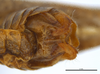 CollectionObject 2211897; 2807571c-9752-4305-8e6d-ef06258c1175: Male postabdomen, ventral view. (CollectionObject).