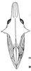 Habitus, dorsal view on Nessorhinus vulpes Amyot & Audinet-Serville, 1843: (Observation).