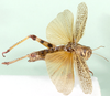 CollectionObject 1529629; c046166a-18dc-47b4-96fa-5ec5c757b6ca: female, dorsal view (holotype of Acridium nigroconspersum). (CollectionObject).