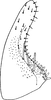 Subgenital plate: Subgenital plate (A. improvisa Lnv.). (Observation).