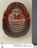 CollectionObject 1572888; f9c1344f-1682-4612-b3ef-f31cd934b5c4: Copyright Natural History Museum, London. Non-type (adult female) in BM(NH). Dorsal view. (CollectionObject).