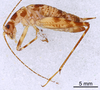 CollectionObject 1523040; 53d1bafd-53ab-46a9-9b8e-df0e528e0bc2: Male, lateral view (holotype). (CollectionObject).