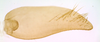 Subgenital plate, ventral view on Coelogypona venosella DeLong & Freytag, 1966: Male [DZRJ]: subgenital plate, ventral view. (Observation).