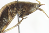 CollectionObject 1507290; b2deeb7e-4e1d-408e-90c9-2c931e9b2b1f: female head and pronotum, lateral view (holotype). (CollectionObject).