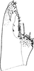 Subgenital plate, ventral view on Arboridia (Arborifera) Sohi & Sandhu, 1971: Subgenital plate (A. viniferata Sohi & Sandhu). (Observation).