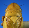 Head on Carnoseta colomella (DeLong, 1981): Male paratype [OSU]: head, pronotum and mesonotum, dorsal view. (Observation).