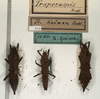CollectionObject 1562282; 3813ff42-63a3-4e99-bd1e-149de5394a5e: copyright NMW, Vienna. male and female (syntypes). (CollectionObject).;CollectionObject 1562283; 6e4eea79-1b78-489c-885c-4d1ec513ffc5: copyright NMW, Vienna. male and female (syntypes). (CollectionObject).