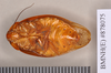 Gyna caffrorum (Stål, 1856): Holotype, male, ventral. BMNH(E)#878075. (Otu).
