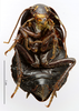 CollectionObject 1587440; MNHN(SF IMPORT DUPLICATE) MNHN-EP-EP898, d470f6db-06e9-45f0-94ca-ede740527e22: CC BY-NC-ND 4.0/MNHN - Depraetere Marion - 2014. Non type, female. Specimen number: MNHN-EP-EP898. http://coldb.mnhn.fr/catalognumber/mnhn/ep/ep898. (CollectionObject).