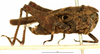 CollectionObject 1477360; OUM 755, 19d1a514-27f8-40d7-93dc-605504789075: male, lateral view (holotype of Phloeonotus sinuatus). (CollectionObject).