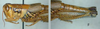 Melanoplus aridus (Scudder, 1878): female. (Otu).