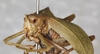 CollectionObject 1565829; a5c65266-8776-45c9-bd0d-3560181090a7: female, latero-frontal view (syntype). (CollectionObject).
