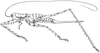 Poecilomerus saga Karny, 1907: female, lateral view. (Otu).