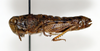 CollectionObject 1588496; 9f9103b9-4506-4e7b-8367-6f7a6510bc9a: female, lateral view (paratype). (CollectionObject).