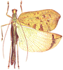 Leptoderes ornatipennis Serville, 1838: Pl. 3, fig.6. adult, dorsal view. (Otu).