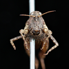 female, frontal view (syntype of Acrydium cristatum). Depicts CollectionObject 1531174; UZIU Thunberg Collection nr 15818, f3f085e0-7b70-443f-b123-dd3ece9f40ad, a CollectionObject.