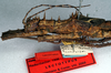 CollectionObject 1558865; NMW 284, 923069ee-c6aa-41e1-b884-50a1581e39ce: copyright NMW, Vienna. male: head and thorax, lateral view (syntype). (CollectionObject).