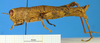 CollectionObject 1505370; 939d45b6-a1f9-4eda-b34e-04115791fd5b: female, lateral view (holotype). (CollectionObject).