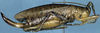 Thamnobates subfalcata Saussure & Pictet, 1898: female, lateral view (Costa Rica, Limon Prov., Amubri). (Otu).
