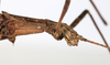 CollectionObject 1557026; bc4addf0-5bf2-4933-8b14-53221f2655d8: copyright MHNG Geneva. female: head & thorax, lateral view (lectotype). (CollectionObject).