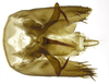Genital capsule, ventral view on Caetana pulchra Domahovski, Gonçalves, Takiya & Cavichioli, 2019: Male holotype [DZUP]: genital capsule, ventral view. (Observation).