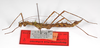 CollectionObject 1563582; 319f5be7-f2e3-43af-8b9e-dc9abd87f05d: copyright ZMB, Berlin. female, lateral view (paratype). (CollectionObject).;CollectionObject 1563583; 29e3fc68-5ba3-459e-8d94-8a556d00c7a8: copyright ZMB, Berlin. female, lateral view (paratype). (CollectionObject).