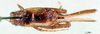 CollectionObject 1502077; 6b49e1ec-f180-4e11-b94a-f59ad78fe90c: male, dorsal view. (CollectionObject).