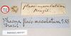 CollectionObject 1557056; a5922607-3adb-4ec4-9f31-7a4459a8d2e8: copyright Natural History Museum, London. male, data labels (holotype). (CollectionObject).