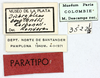 CollectionObject 1565523; MLP3522/5, 85efe80a-5780-4f6b-8430-d1019ba3a706: labels (paratype). (CollectionObject).