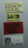 CollectionObject 1520833; 068962b3-f6fd-4299-bc0d-dd579467d6d1: labels (holotype). (CollectionObject).