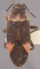 CollectionObject 1962944; 287a6a43-9e9d-41cf-a49c-6b27b0ce817f, NMNH 58640: Lygaeus moa HOLOTYPE (NMNH) - (CC BY-NC 3.0) - Photo by Pablo M. Dellapé with permission from the National Museum of Natural History (NMNH), Smithsonian Institution, Washington, D.C. (CollectionObject).