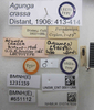 CollectionObject 1593393; a8227670-0ac6-43ad-869b-ceb06eff2786: Agunga crassa. Lectotype. (BMNH) - (CC BY-NC 4.0) Photo by Stuart Cole, reproduced with permission from the Natural History Museum, London, UK. (CollectionObject).