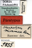 CollectionObject 1505446; 22cfb24b-076d-473a-9eaf-3fc3134db511: labels (paratype of Chorthippus miramae). (CollectionObject).
